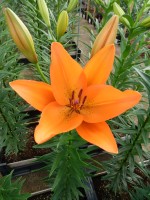 [5590 VH20 Argos No02.JPG]